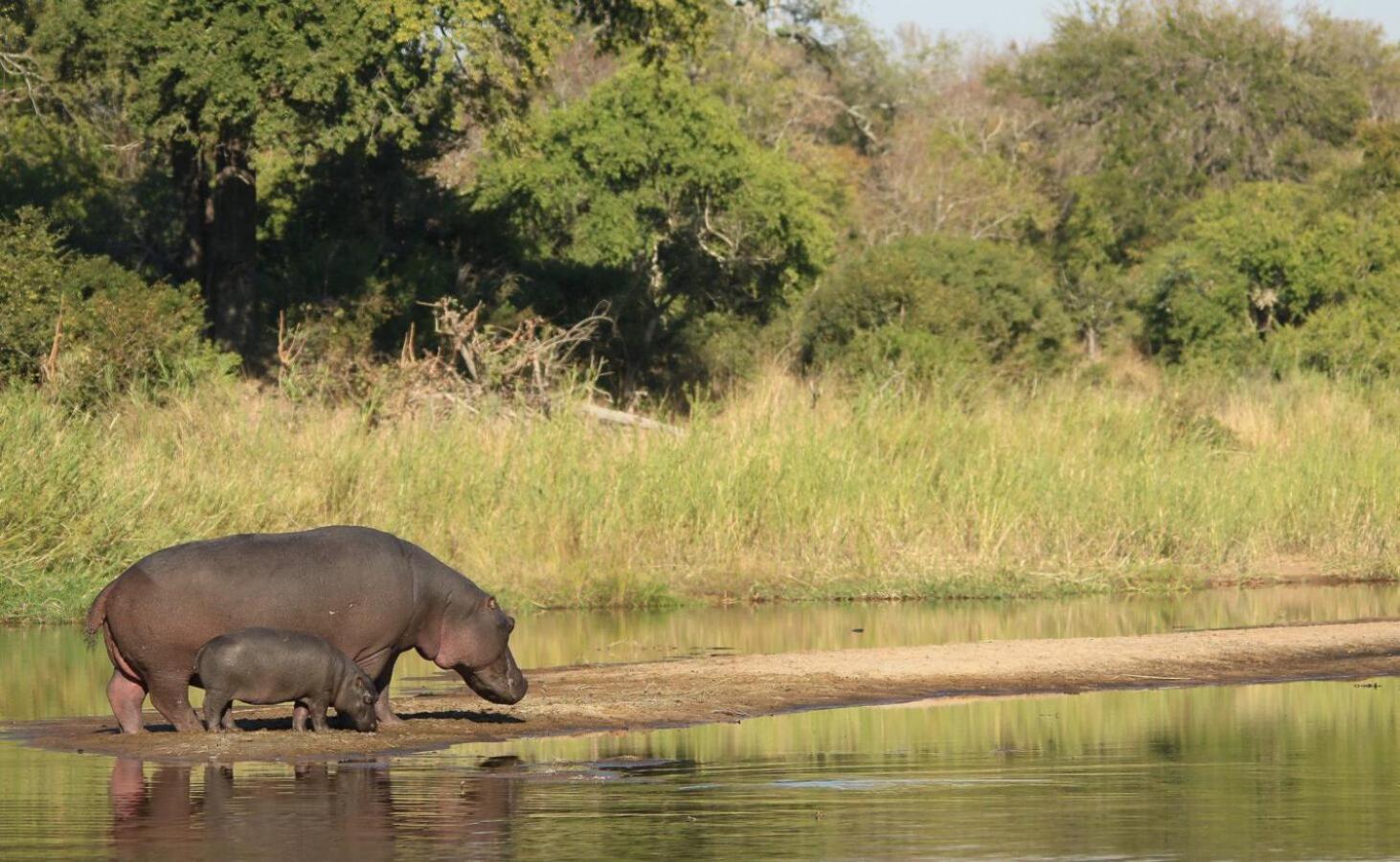 Leopard Hills Private Game Reserve Khu bảo tồn Sabi Sand Ngoại thất bức ảnh