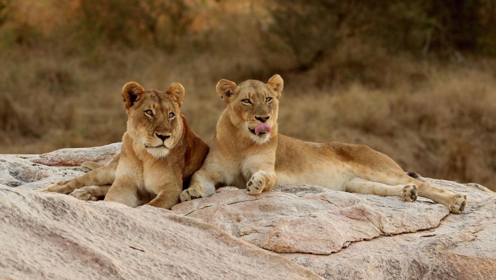 Leopard Hills Private Game Reserve Khu bảo tồn Sabi Sand Ngoại thất bức ảnh