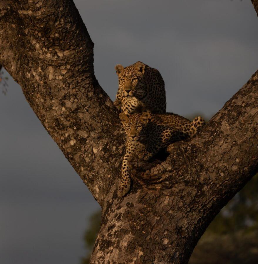 Leopard Hills Private Game Reserve Khu bảo tồn Sabi Sand Ngoại thất bức ảnh