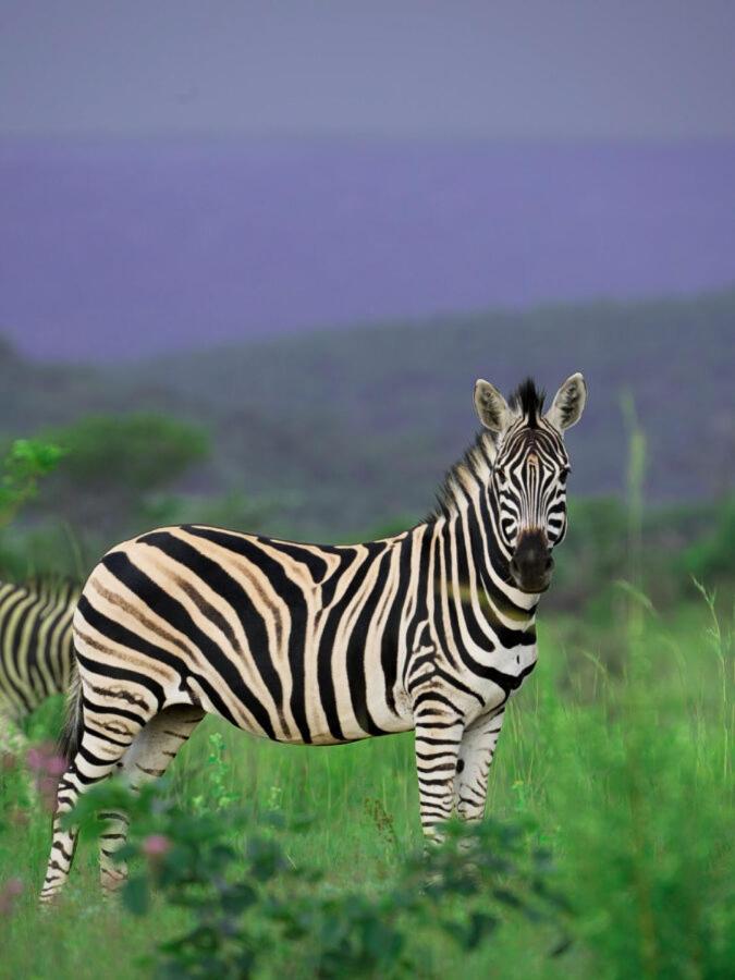 Leopard Hills Private Game Reserve Khu bảo tồn Sabi Sand Ngoại thất bức ảnh