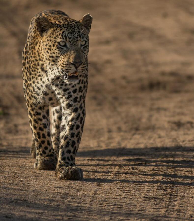 Leopard Hills Private Game Reserve Khu bảo tồn Sabi Sand Ngoại thất bức ảnh